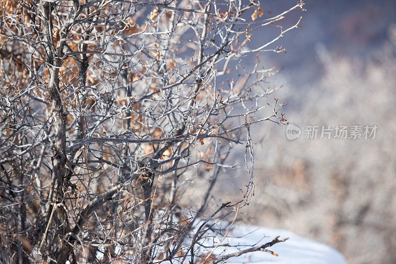 Grand Mesa Wintery Landscape科罗拉多Buck Brush